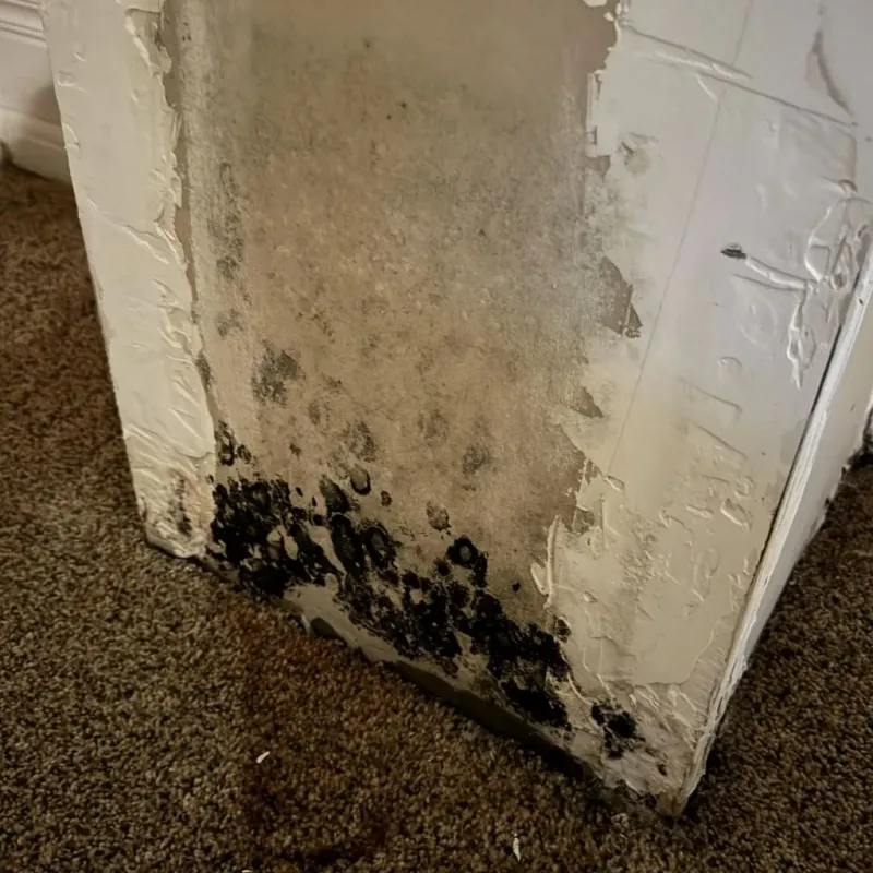 Professional Mold Removal in Ricardo, TX